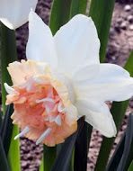 Нарцис (Narcissus) Petit Four